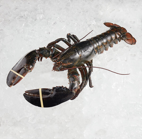 Bestseller #1 buy boston lobster, canada lobster online